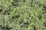 Peridot Crystals in Basalt - Arizona #355063-1